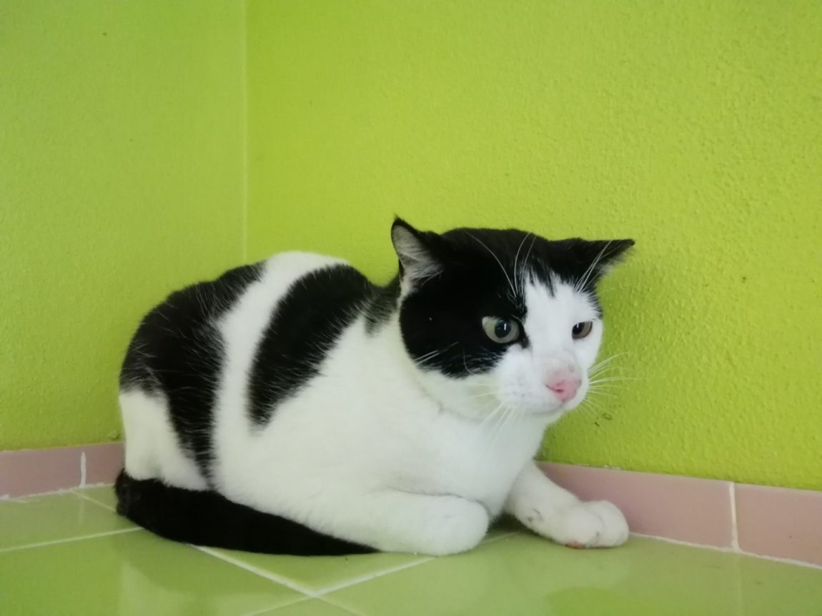 Silvestre2-scaled.jpg