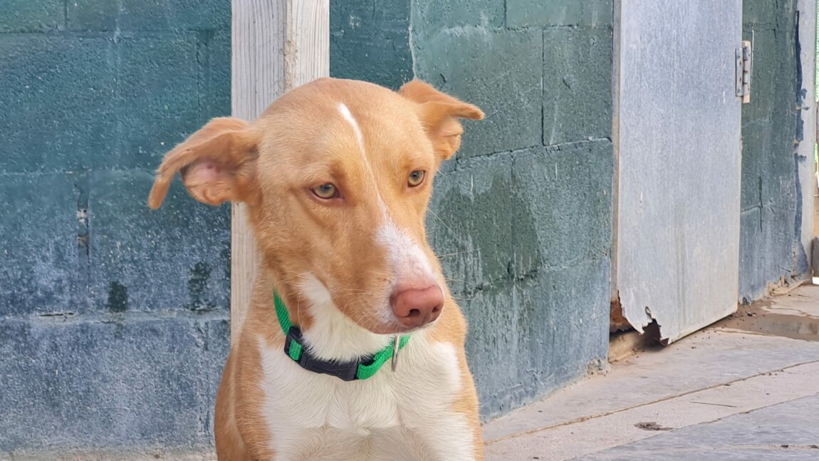Bruno-scaled.jpg
