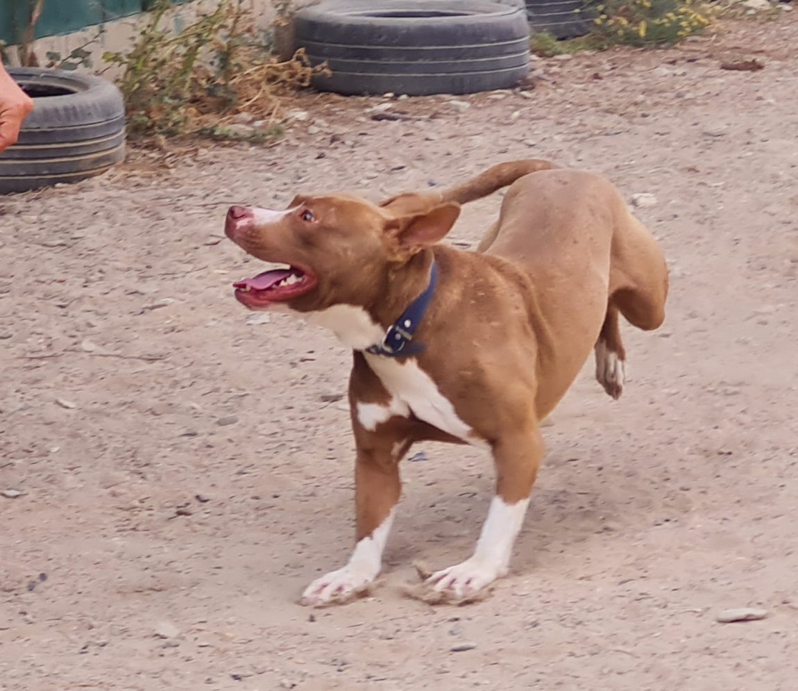 Shango-corre.jpg