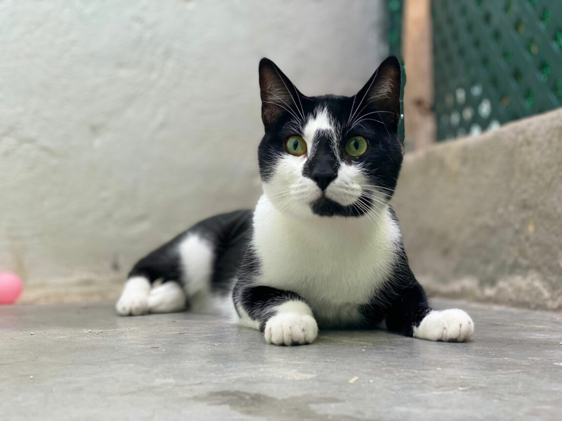 Oreo11.jpg
