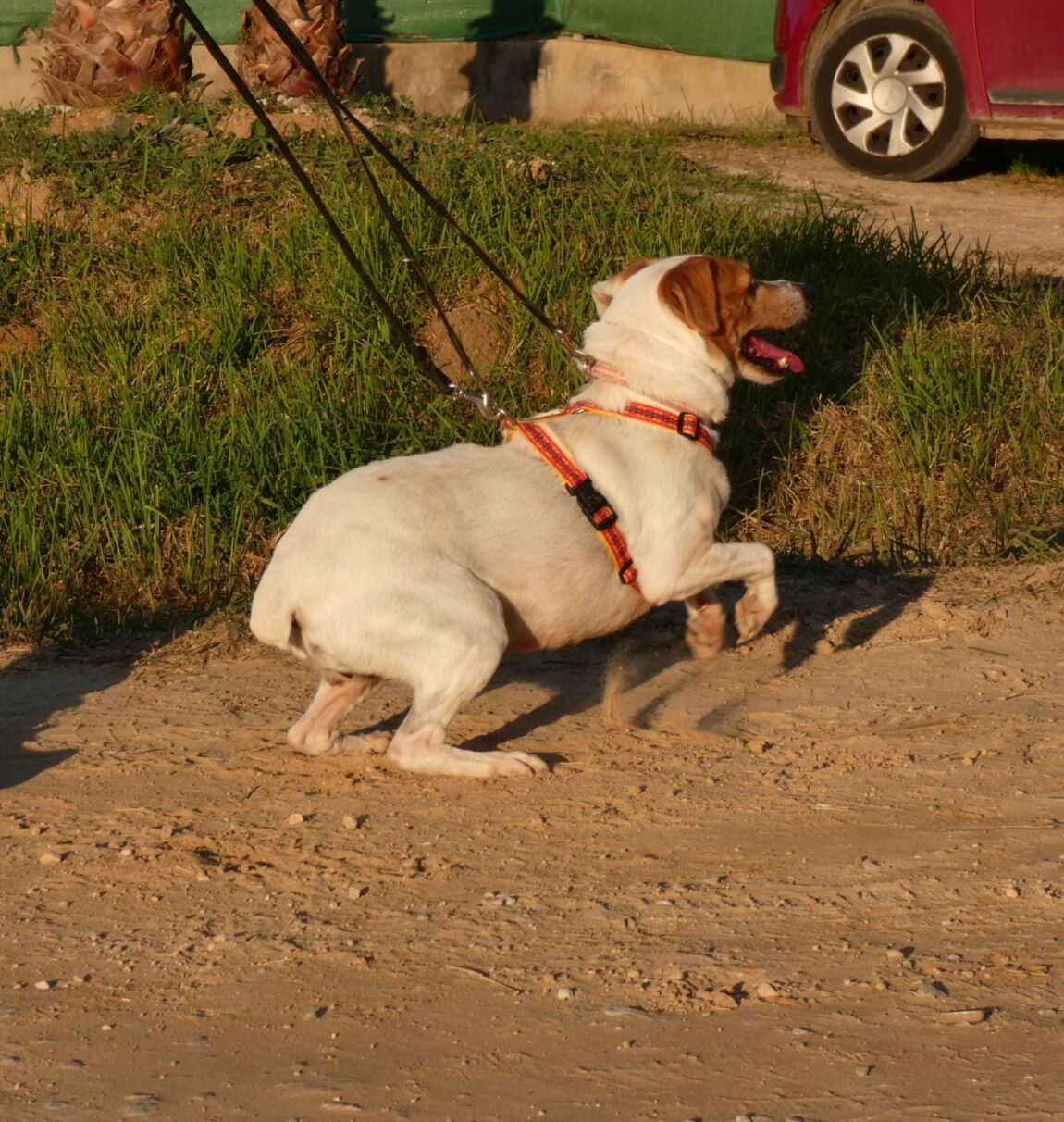 Pepa2-1.jpg
