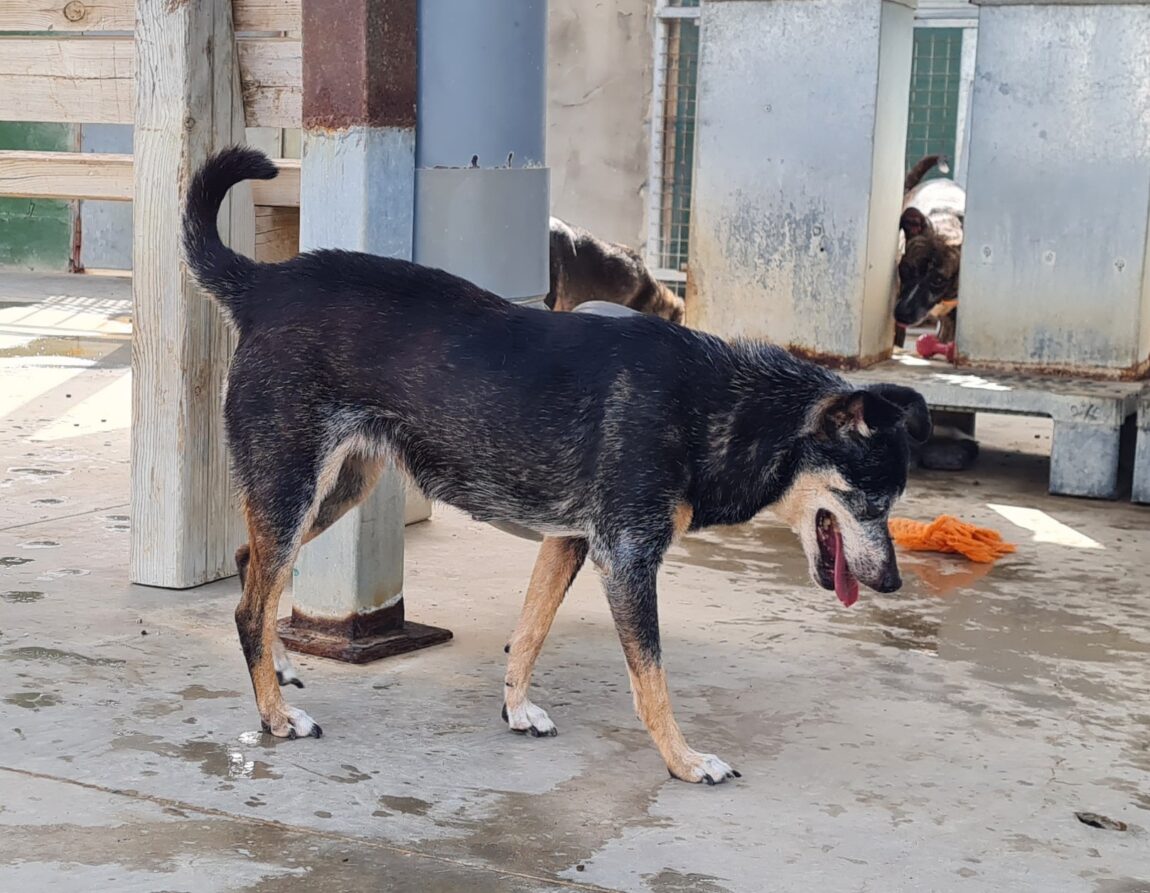 Nala5.jpg