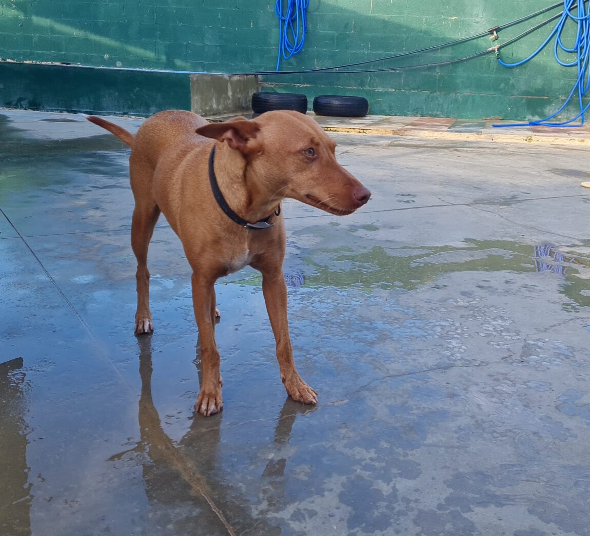 Bella1.jpg