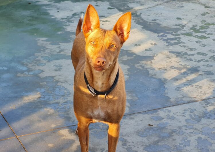 Bella