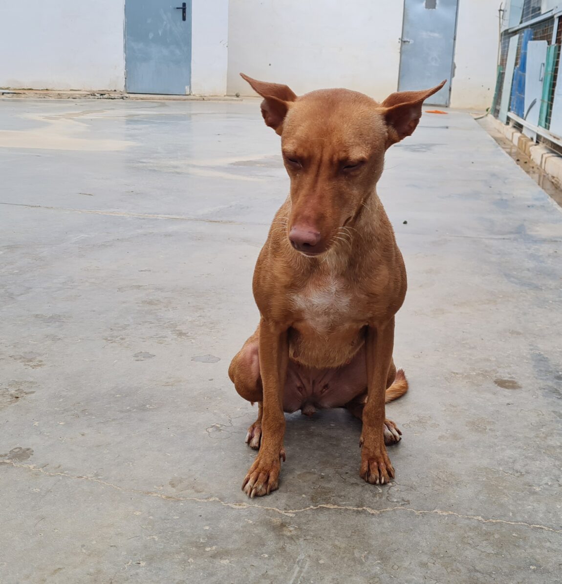 Bella5-2.jpg