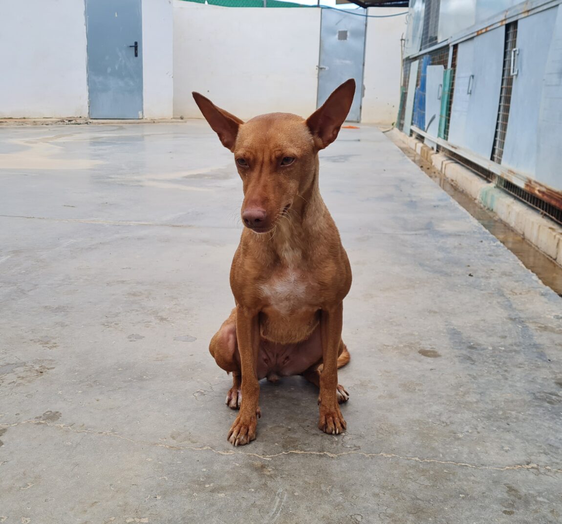 Bella7-1.jpg