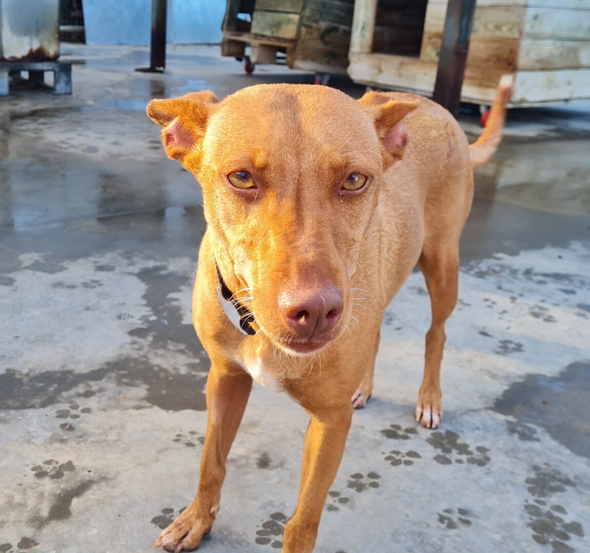 Bella8.jpg