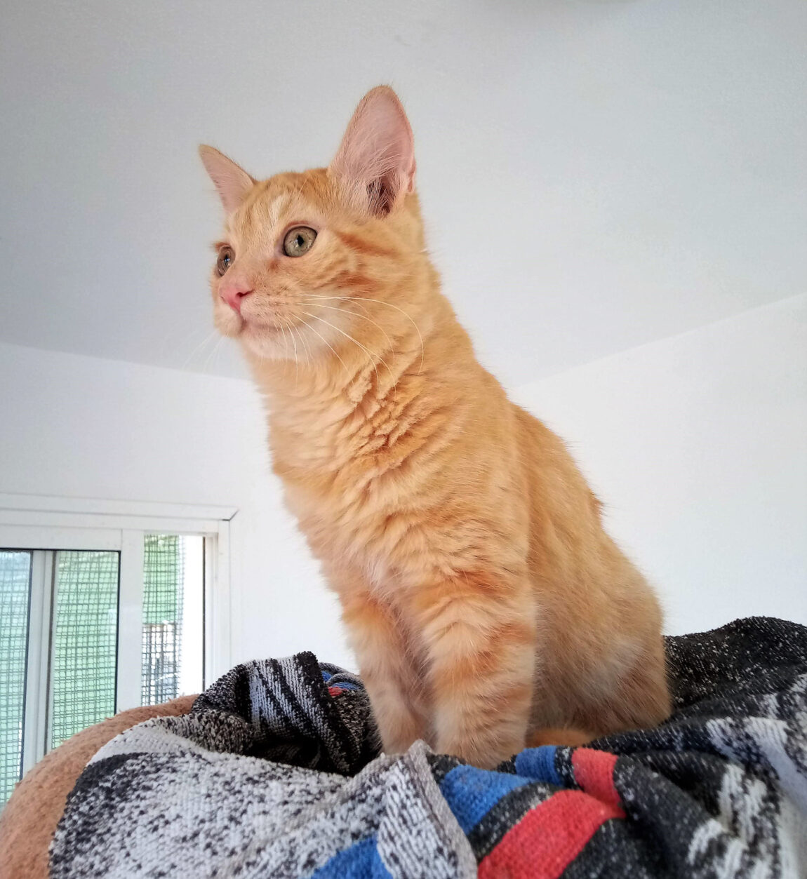 Simba.jpg