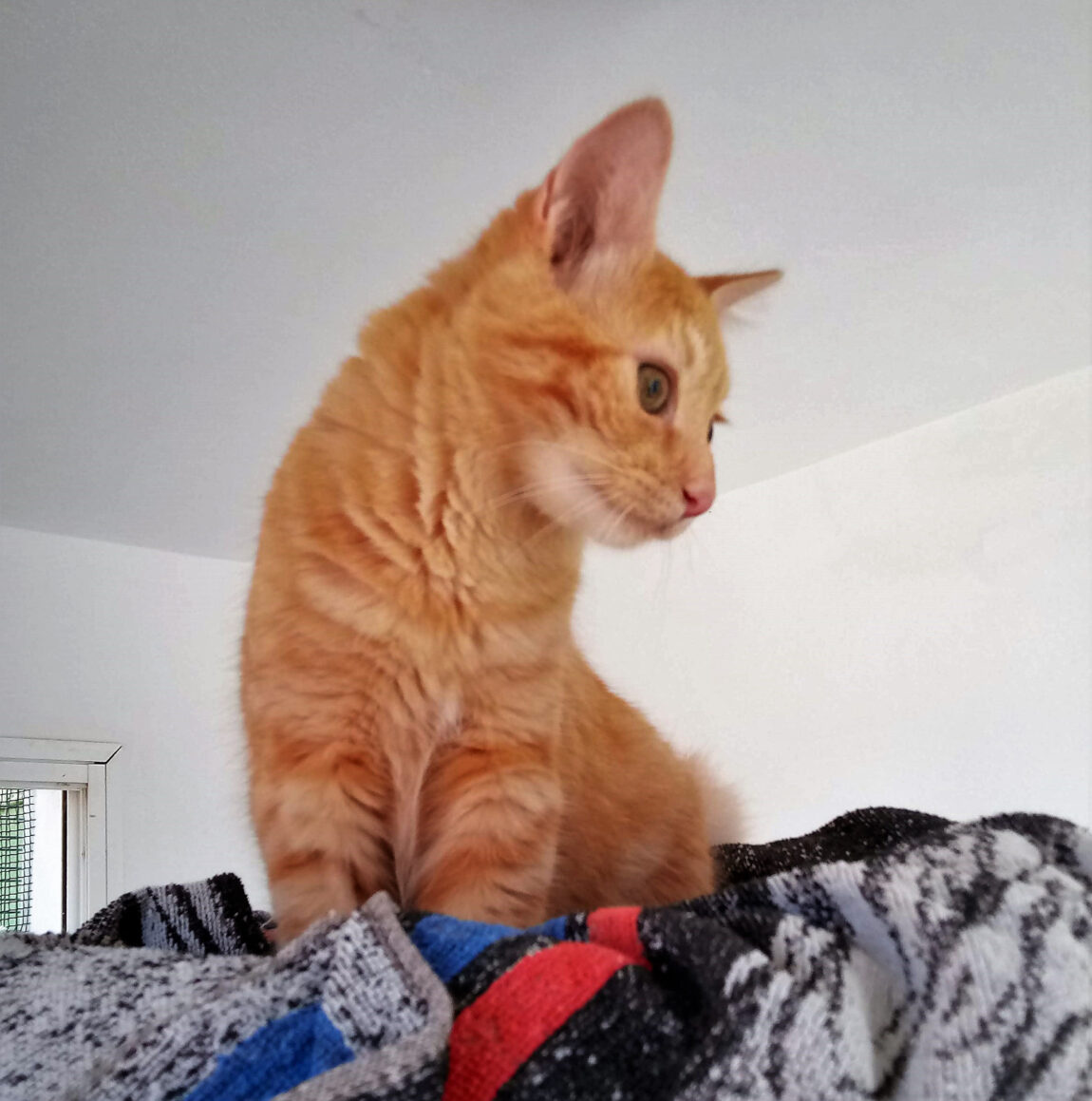 Simba1.jpg