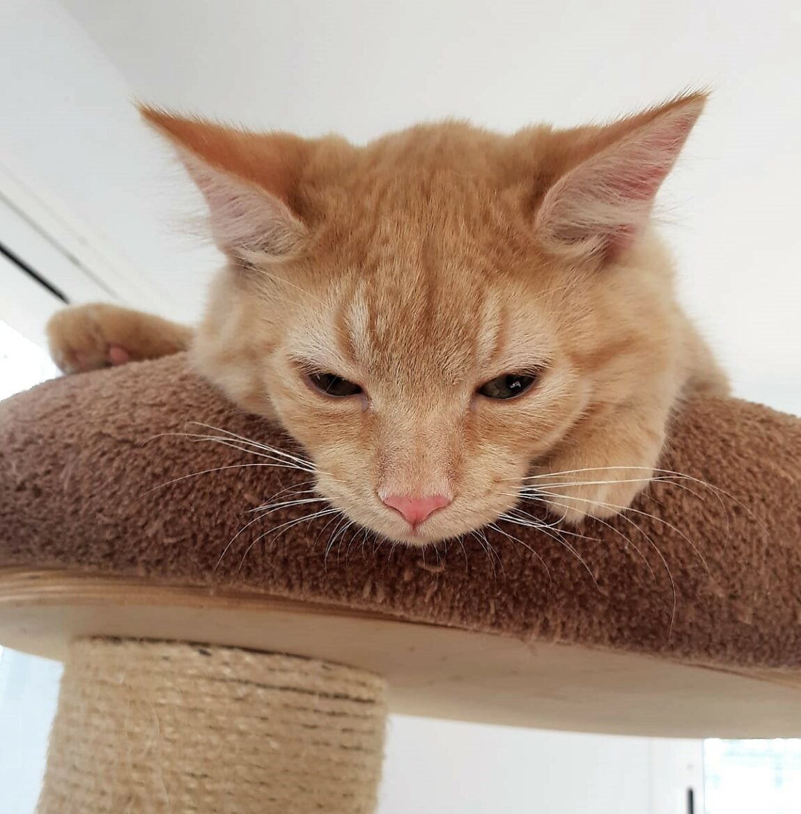 Simba10.jpeg