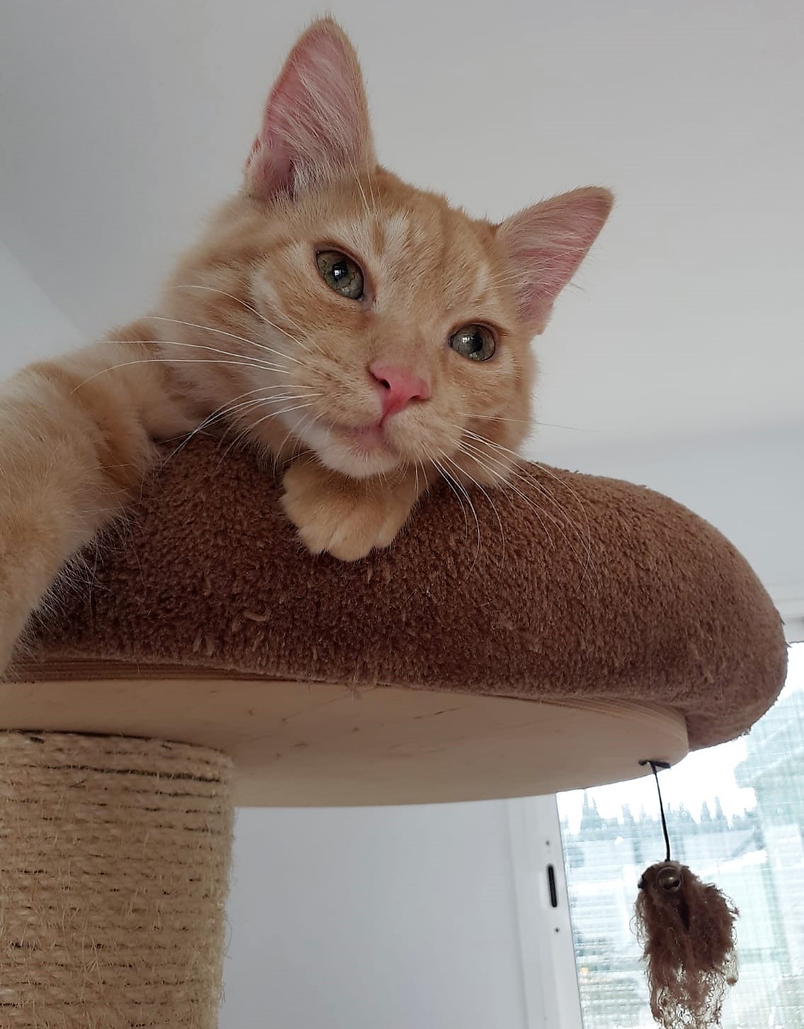 Simba11.jpeg