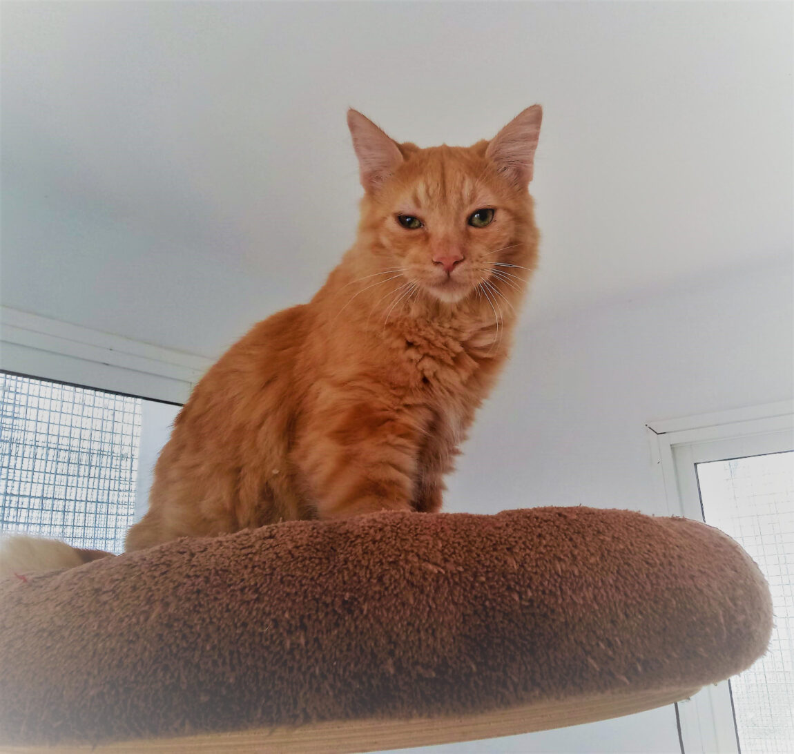 Simba12.jpeg