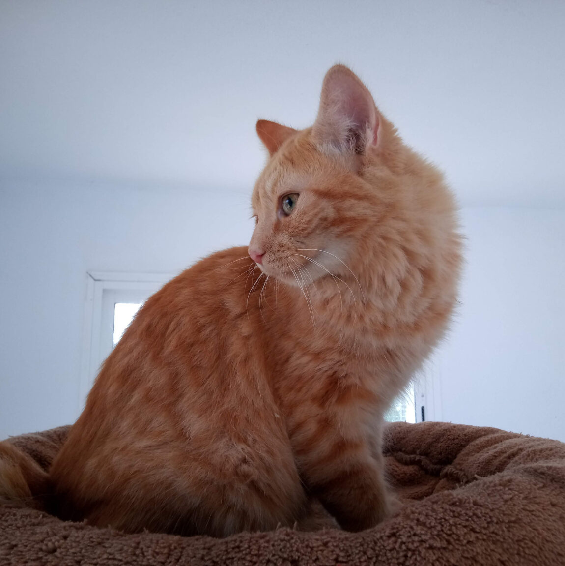 Simba13.jpeg