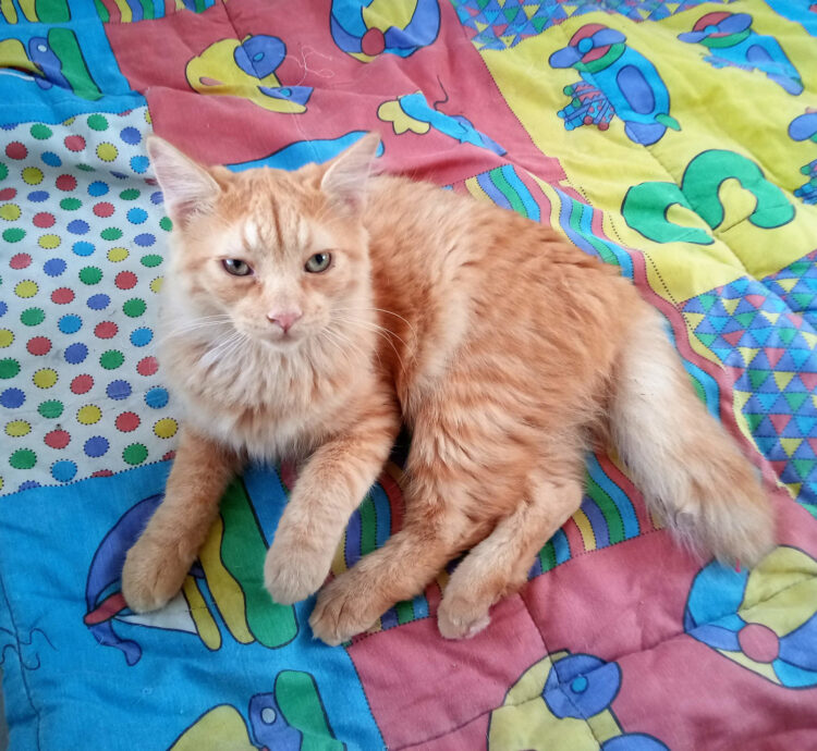 Simba