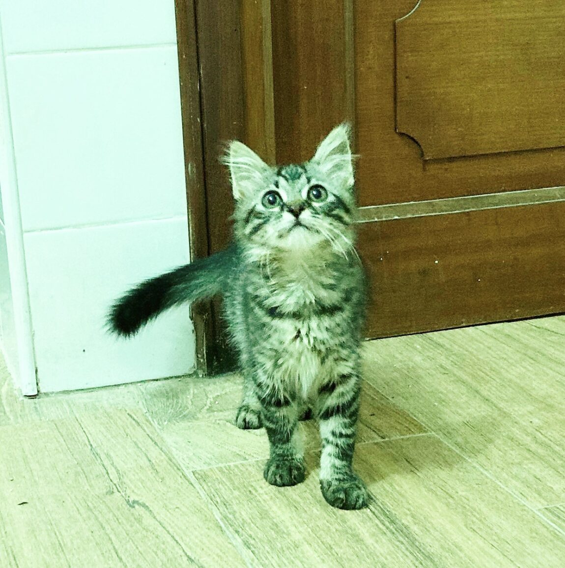 Lilly9.jpg