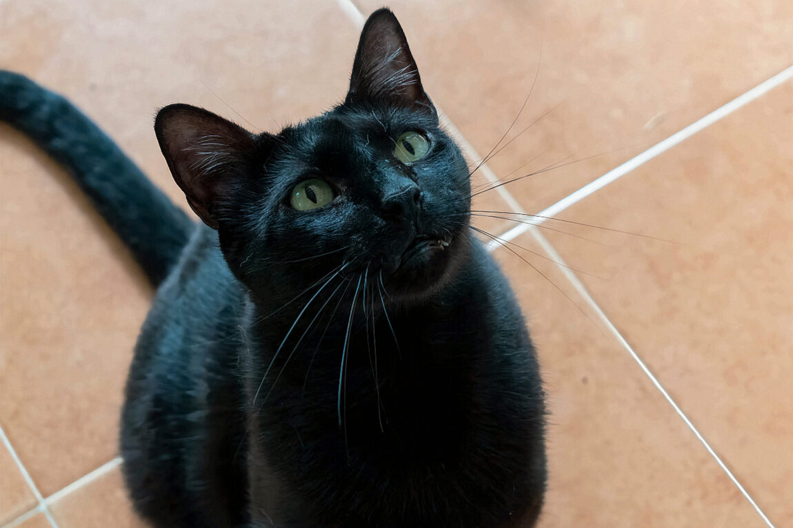 tabby12-scaled.jpg