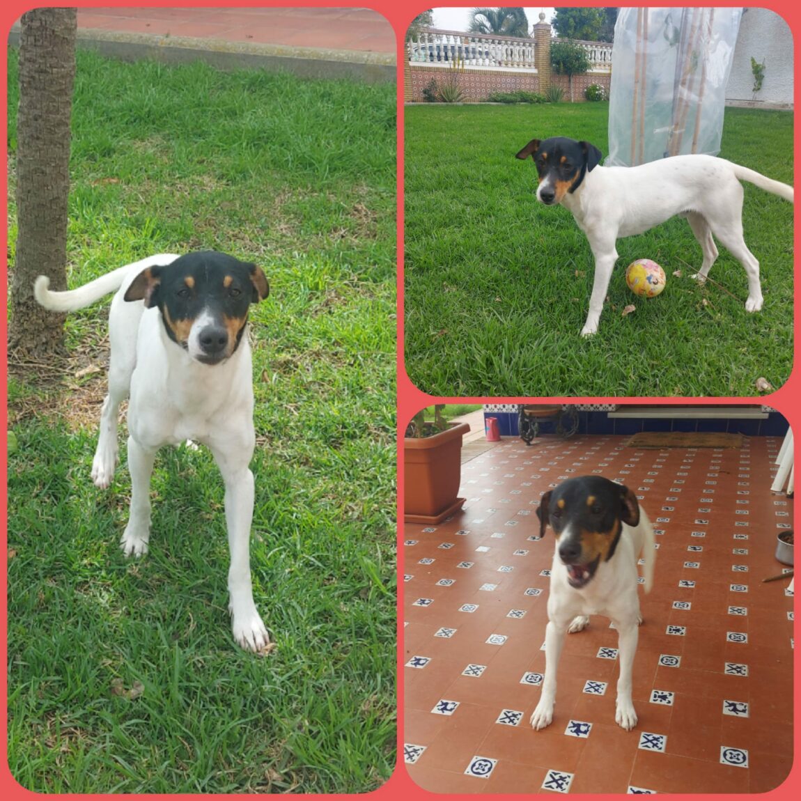 Tobi-2.jpg