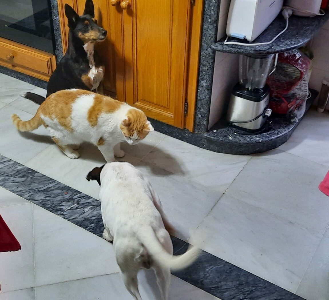 Tobi-gato.jpg