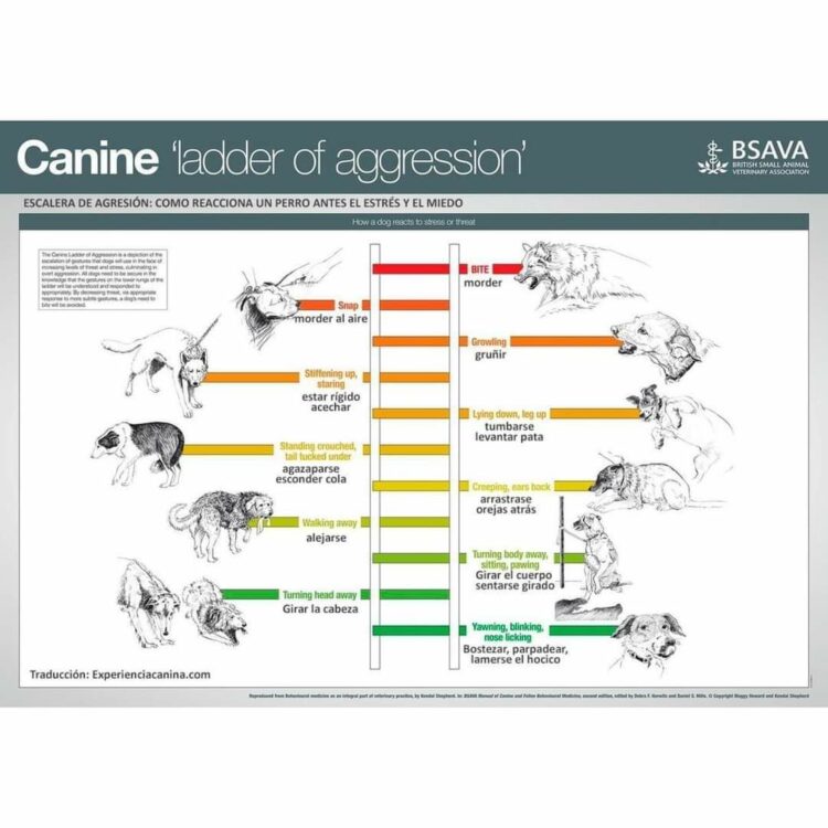 «ESCALERA DE AGRESIÓN» o cómo reacciona un perro ante el estrés y el miedo