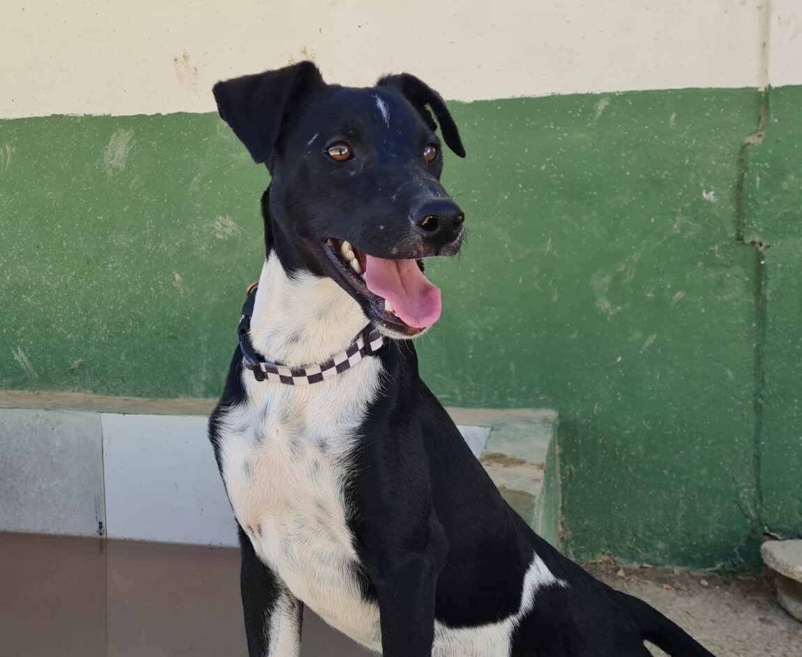 Homero30-2.jpg