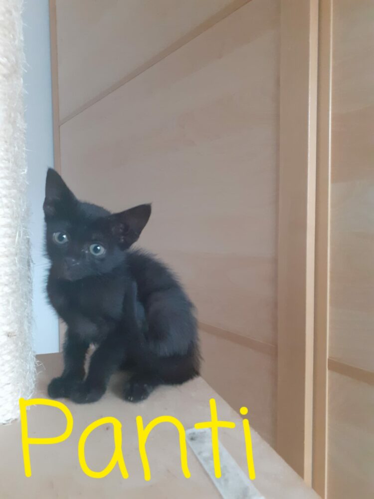 Panti