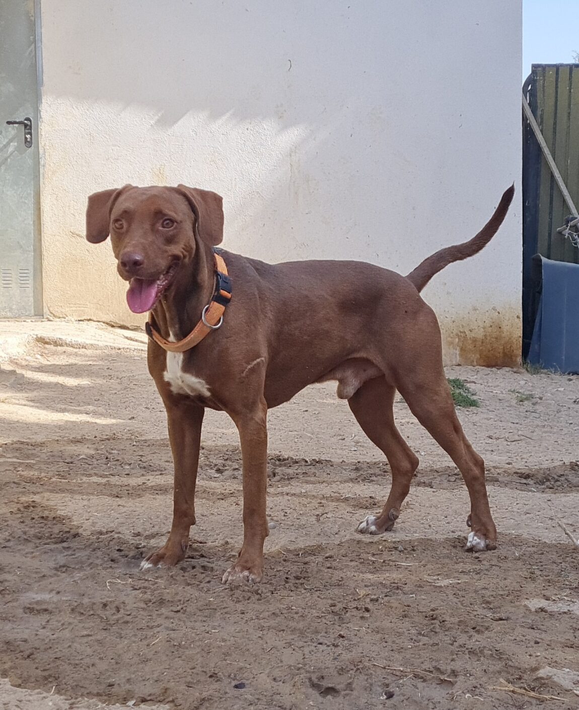 Rolo.jpg