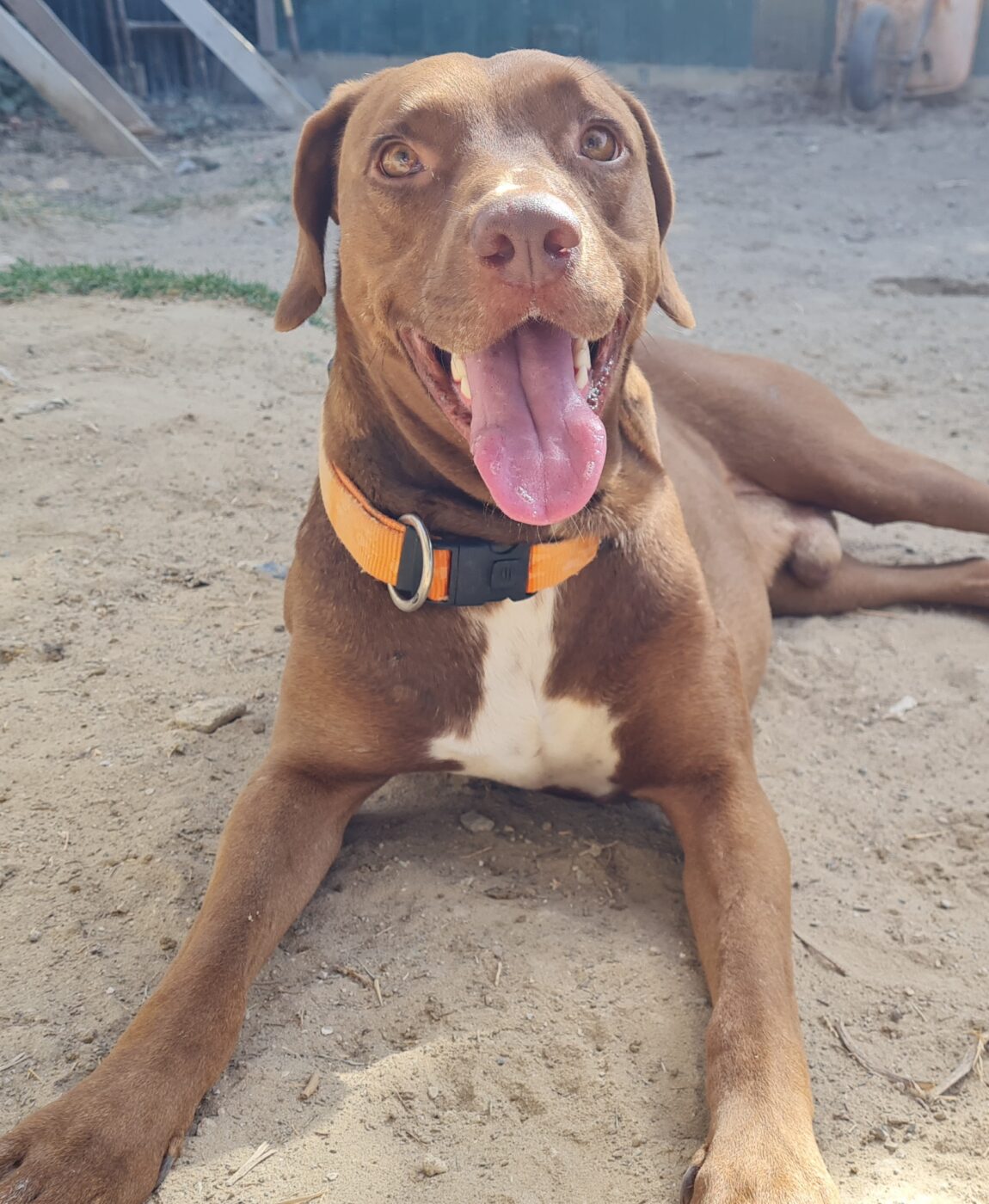 Rolo2.jpg
