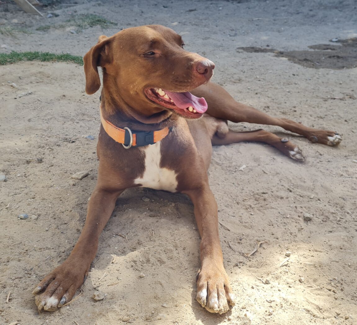 Rolo3.jpg