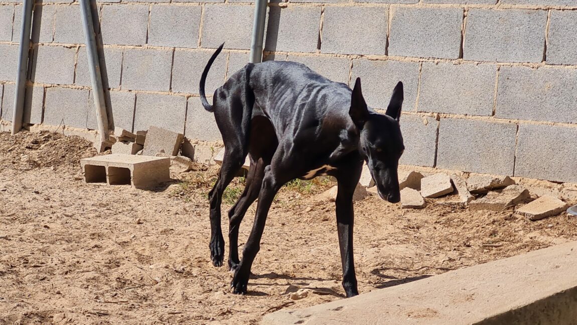 Zambra2-scaled.jpg