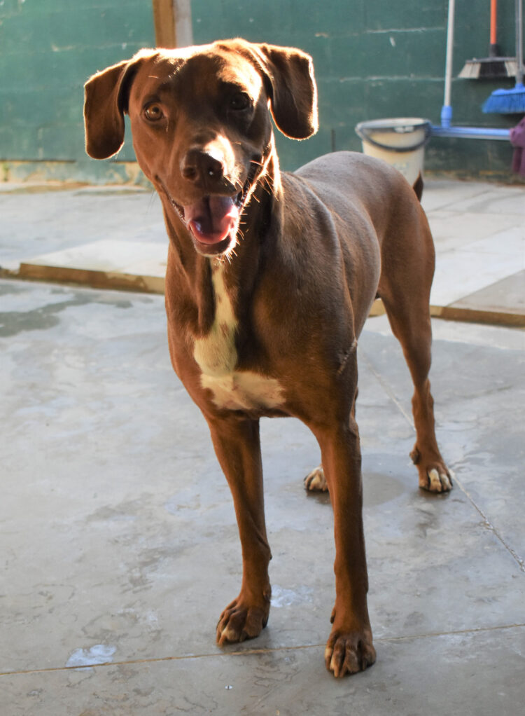 Rolo
