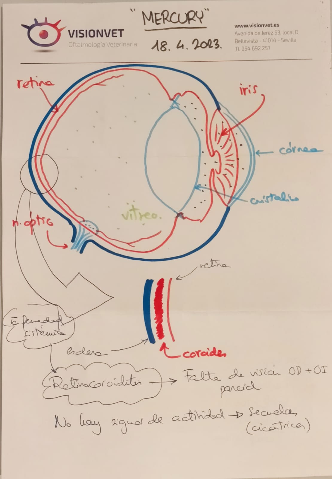 Mercury-diagrama-ojo.jpg