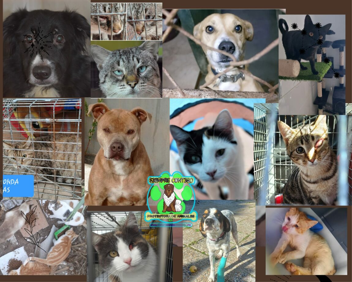SUBASTA-ANUAL-DE-FERIA-2023.jpeg