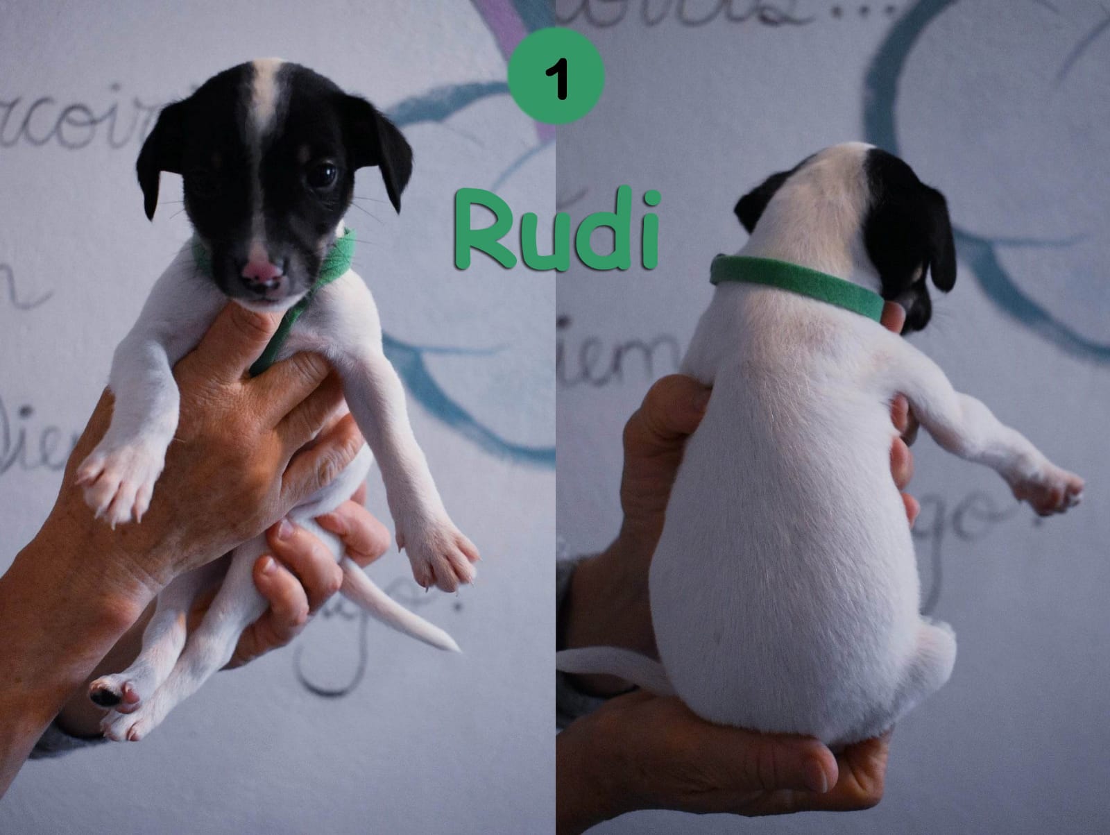 Rudi.jpg