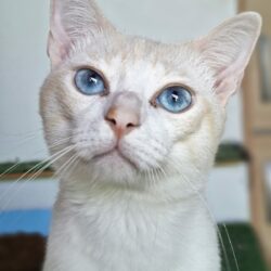 Capitan