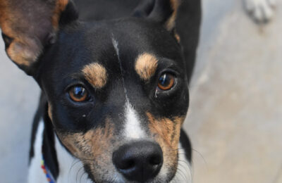 Tino
