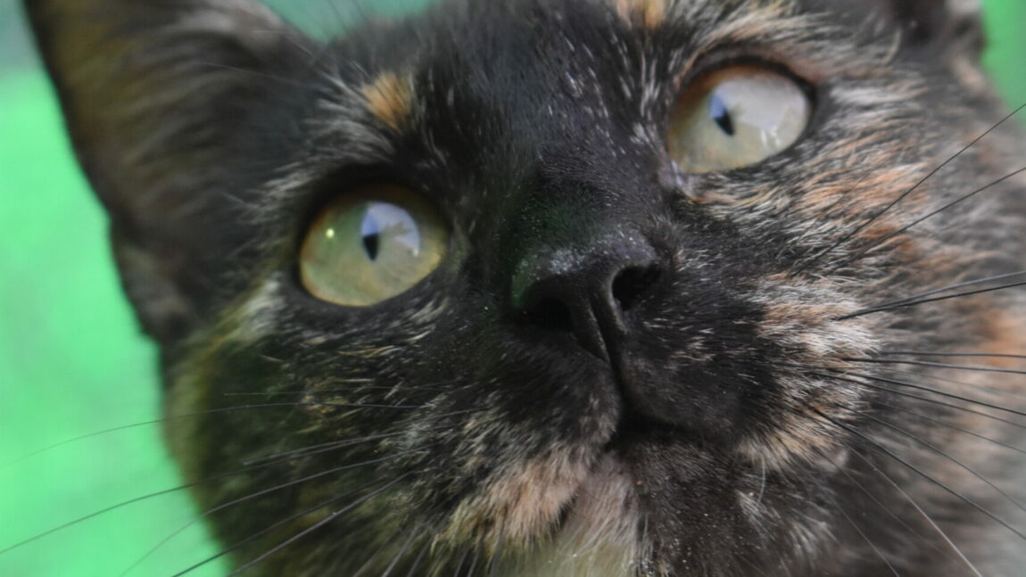 Molly