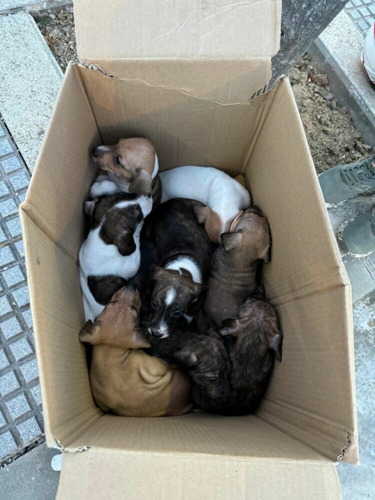 UN NUEVO Y CRUEL ABANDONO .. 9 CACHORROS sin sus madres!!