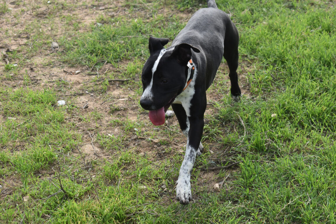 CESAR-3.jpg
