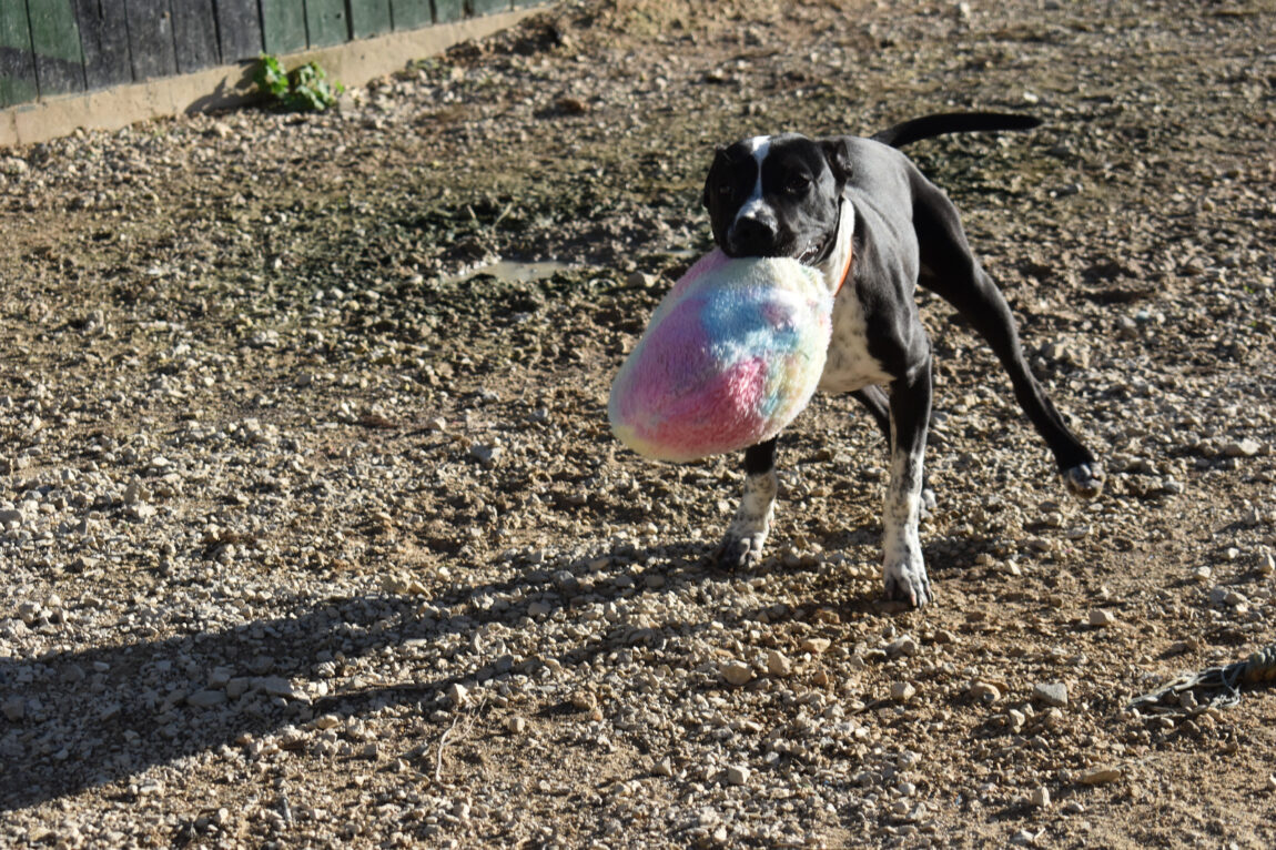 CESAR-4.jpg