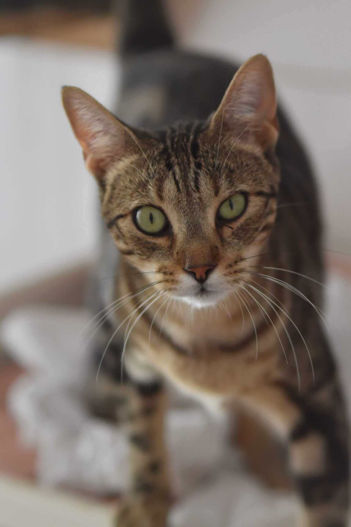 DSC_2504-scaled.jpg