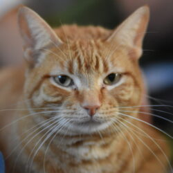 Clementina