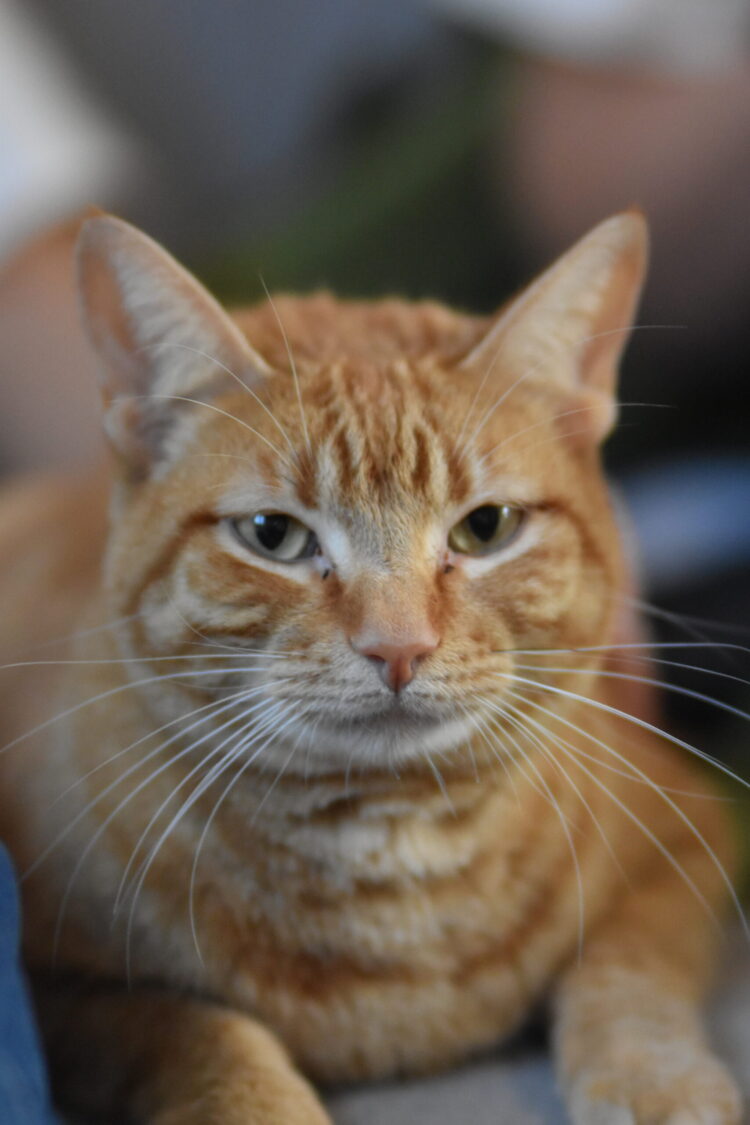 Clementina