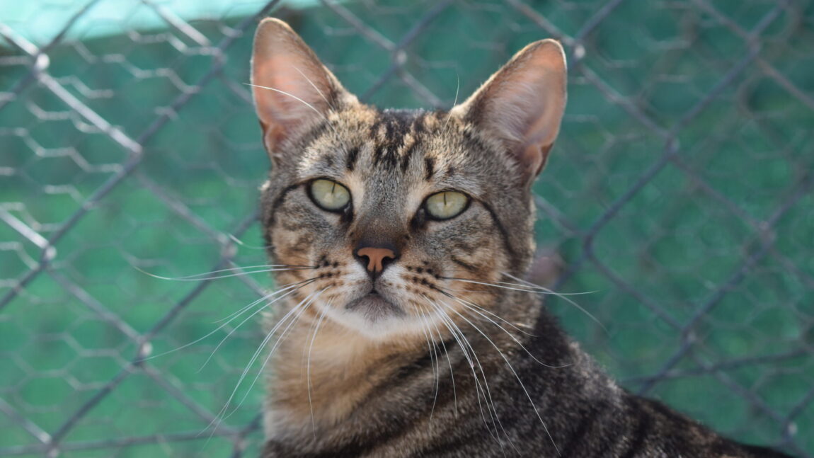 Figaro