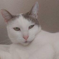 Princesa