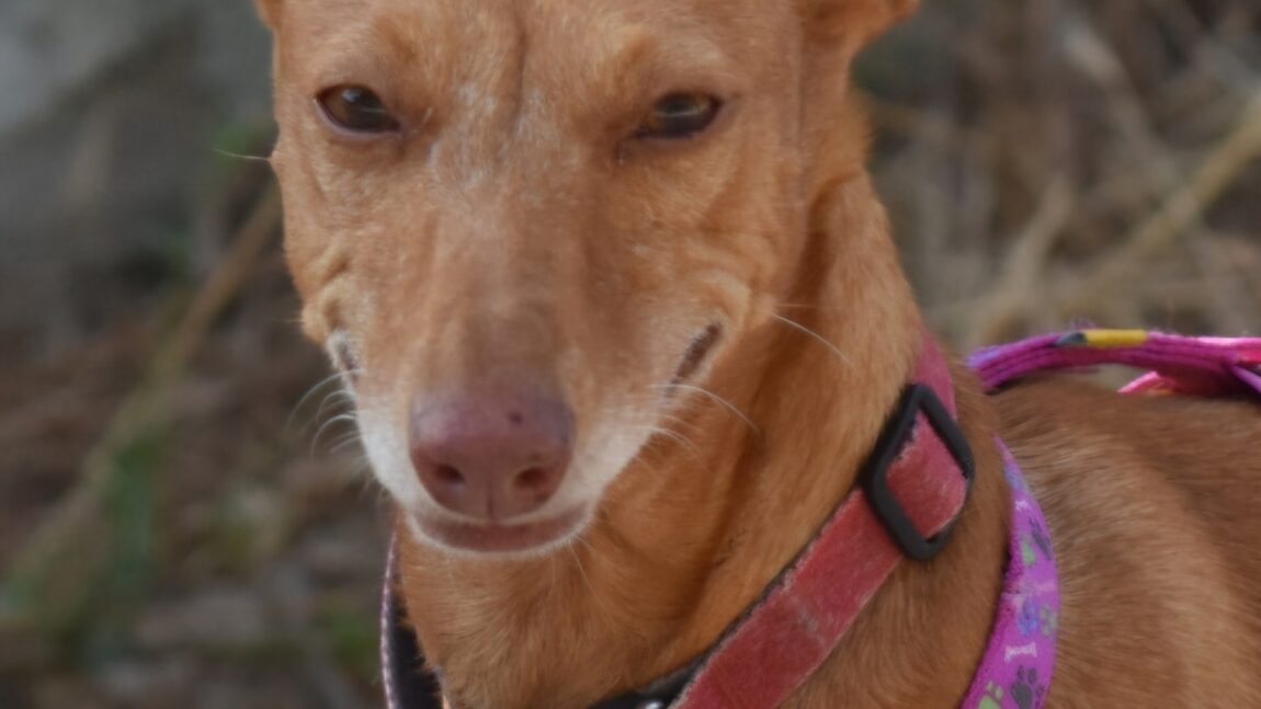 ROXIE