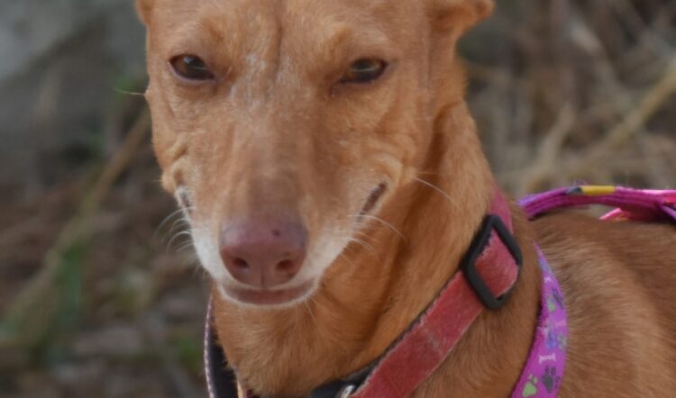 ROXIE