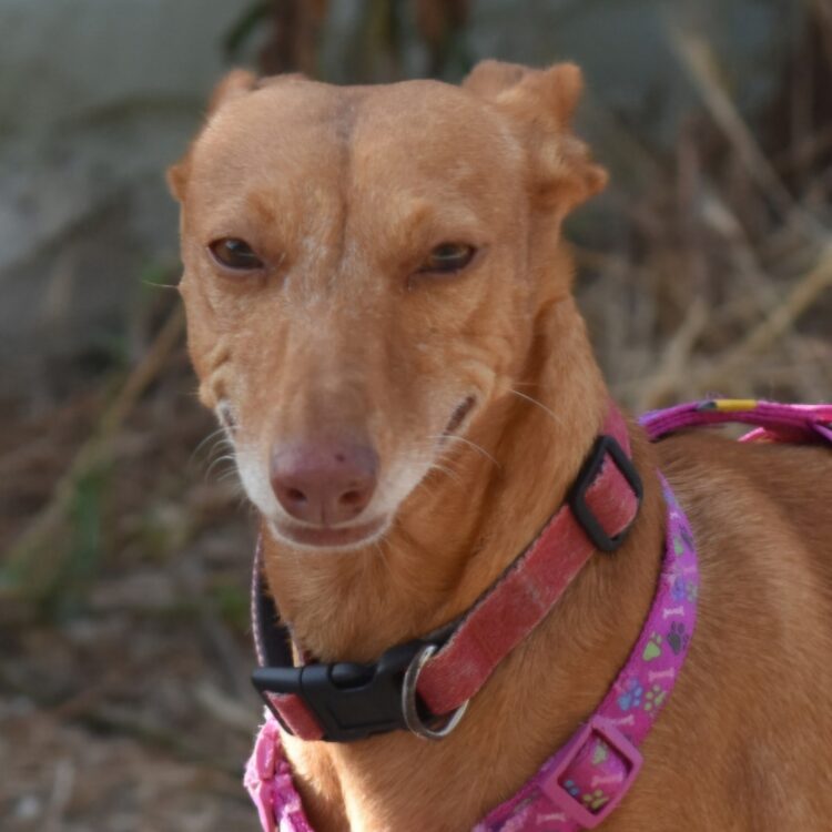 ROXIE