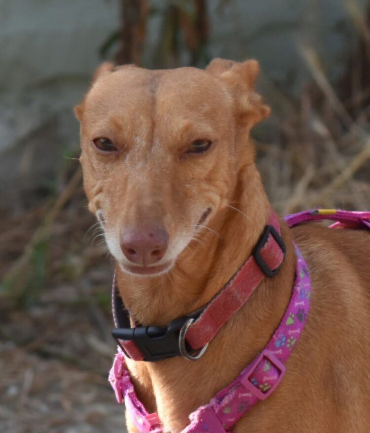 ROXIE