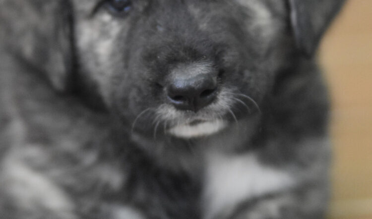 GASPARD