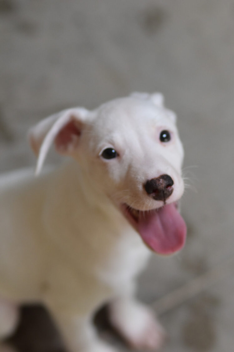 ZUKO